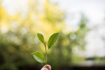 Close-up of person holding small plant