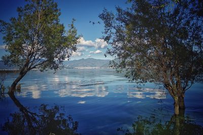Trees by lake against sky