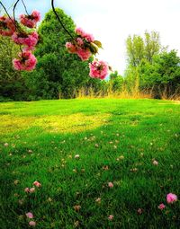 Scenic view of pink flowering plants on field against sky