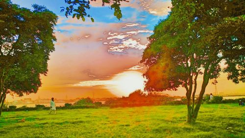 Trees on field against sky during sunset