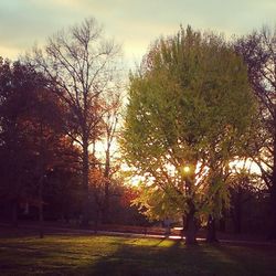 Bare trees on field at sunset