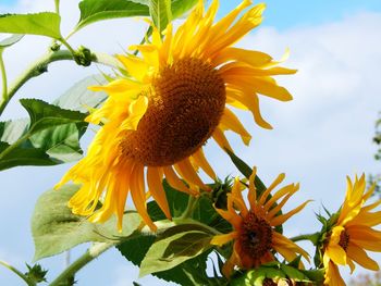 Close-up of yellow flowering plant