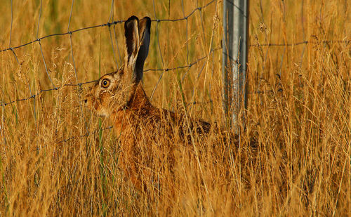 Portrait of deer in a field