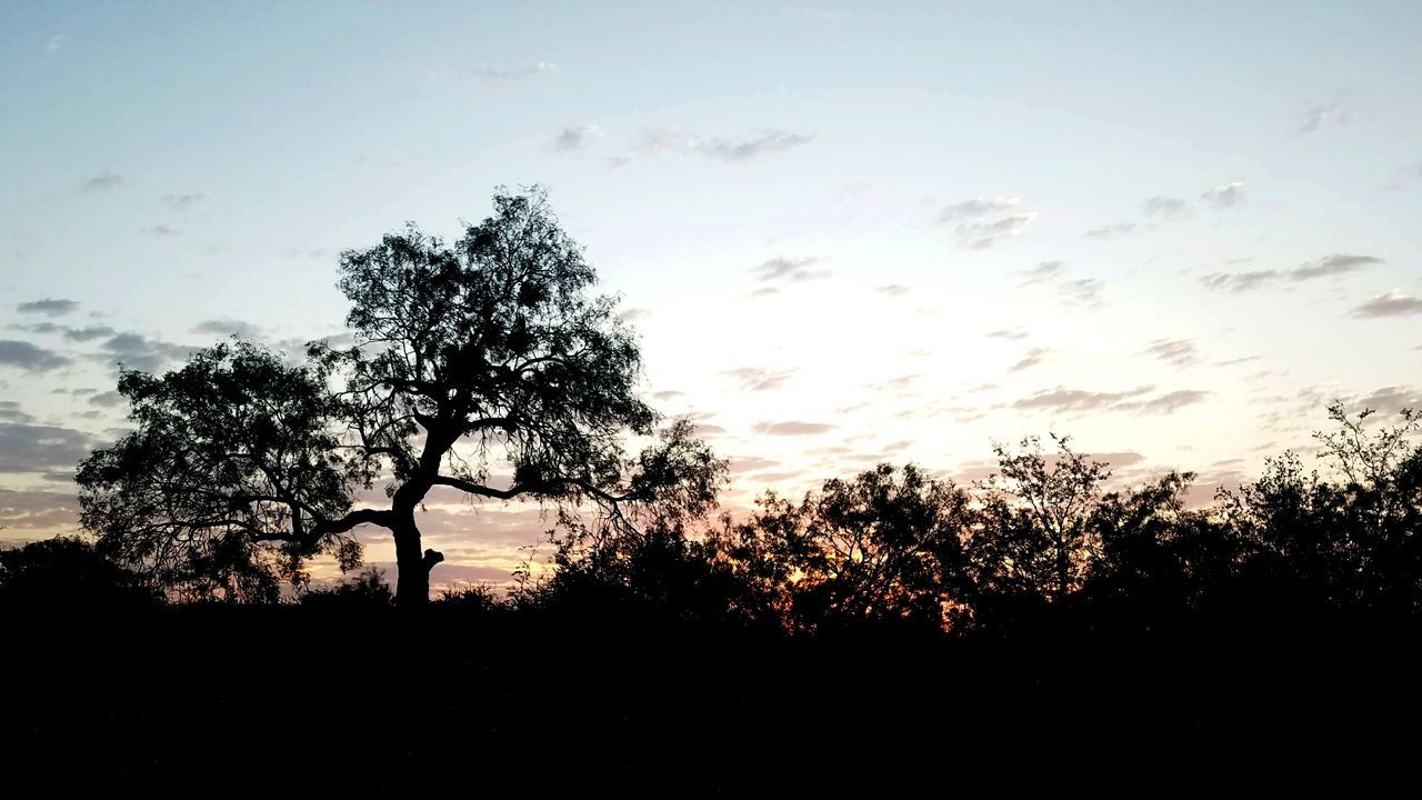 silhouette, tree, plant, sky, cloud - sky, beauty in nature, nature, tranquility, scenics - nature, tranquil scene, sunset, no people, growth, field, outdoors, land, environment, branch, non-urban scene, landscape