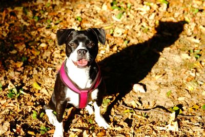 Portrait of dog sitting on field