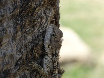 Close-up of a tree trunk