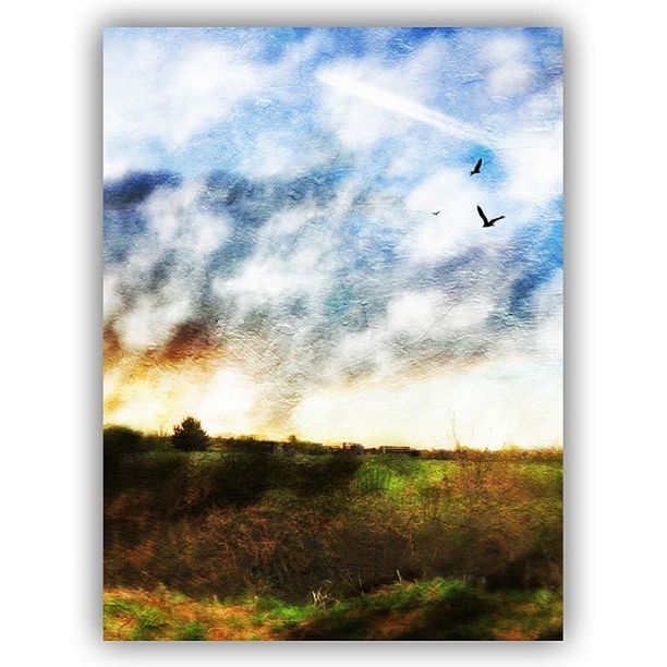 transfer print, auto post production filter, sky, landscape, flying, tranquil scene, tranquility, scenics, field, cloud - sky, grass, bird, nature, beauty in nature, animal themes, horizon over land, cloud, cloudy, non-urban scene, wildlife