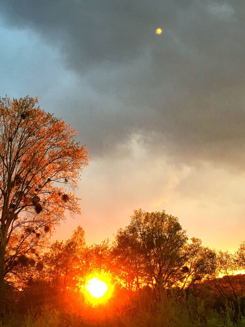 sunset, tree, sun, sky, beauty in nature, orange color, scenics, tranquility, tranquil scene, cloud - sky, nature, idyllic, silhouette, growth, sunlight, sunbeam, low angle view, branch, landscape, cloudy