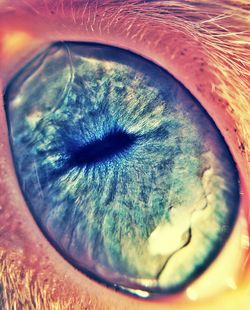 Close-up portrait of human eye