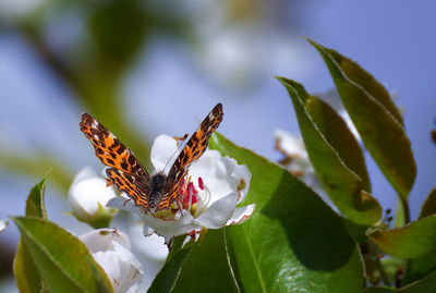 Close-up of butterfly pollinating on flower