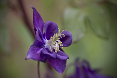 Close-up of purple iris flower