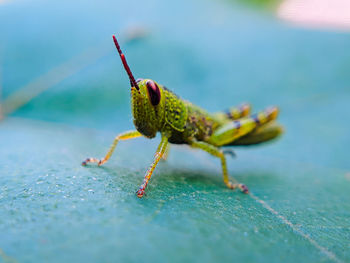 Close-up of insect