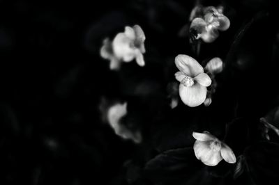 Close-up of white flowers