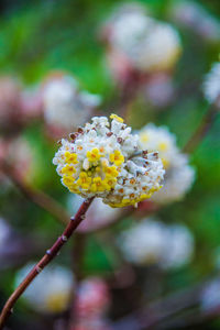 Close-up of white flowering plant