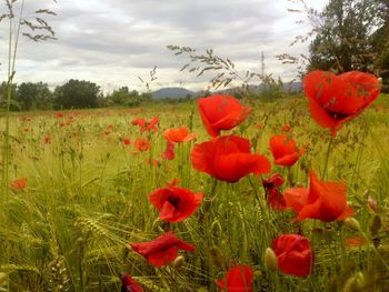 Close-up of poppies blooming on field against sky