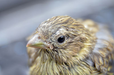 Close-up of eagle