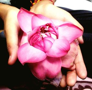 Close-up of pink flowers
