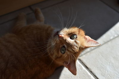 Close-up of a cat looking away