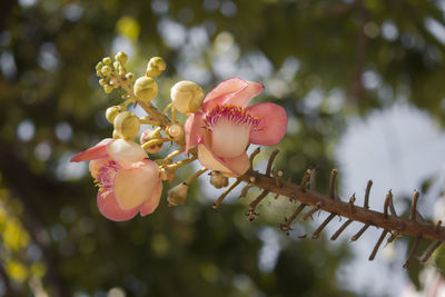 Close-up of cherry blossom on tree