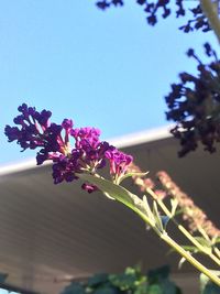 Low angle view of flowers against clear sky