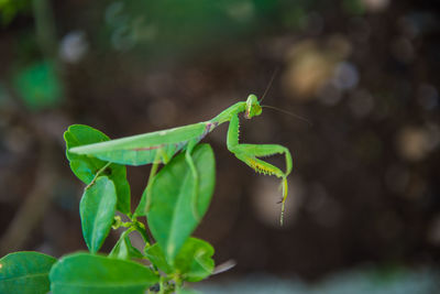 Close-up of insect on leaf