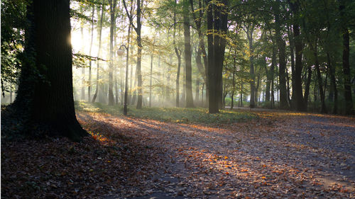 Trees in forest during autumn