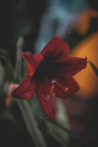 Close-up of red flower