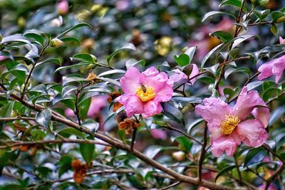 Close-up of pink flowering plant