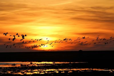 Fllock of geese in front of the setting sun.