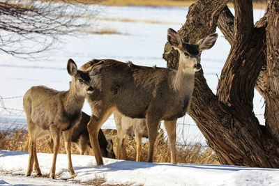 Deer on field during winter