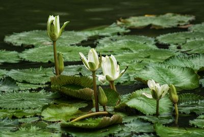 Close-up of lotus water lily in lake