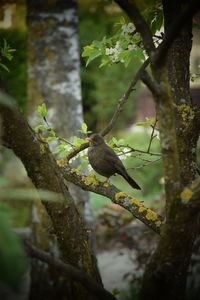 Bird perching on a tree