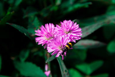 Close-up of bee pollinating on purple flower