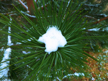 Close-up of frozen tree during winter