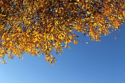 Low angle view of maple tree against clear blue sky