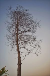 Silhouette bare tree against sky during sunset