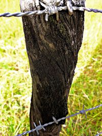 Close-up of tree trunk in forest