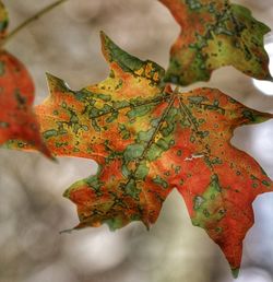 High angle view of maple leaf during autumn