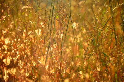 Close-up of plants growing in field