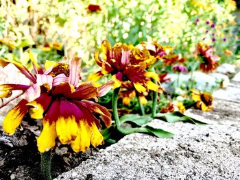 Close-up of flowers blooming outdoors