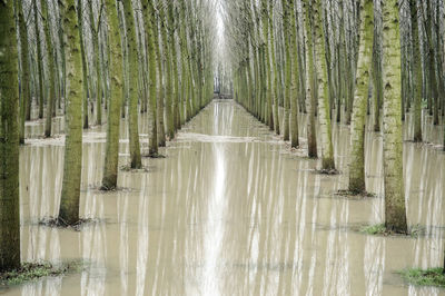 Panoramic shot of water flowing amidst trees in forest