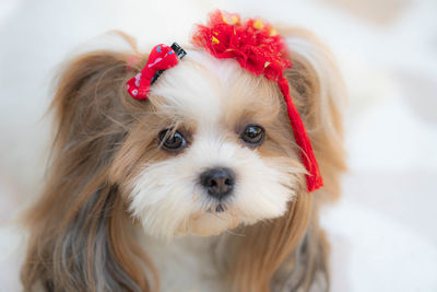 Close-up portrait of a dog