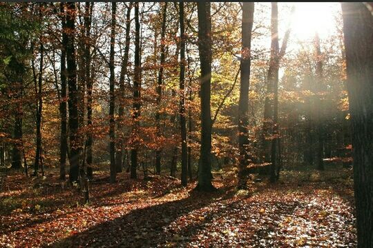 tree, tree trunk, forest, autumn, tranquility, nature, change, woodland, growth, season, tranquil scene, leaf, beauty in nature, sunlight, fallen, scenics, sunbeam, falling, landscape, day