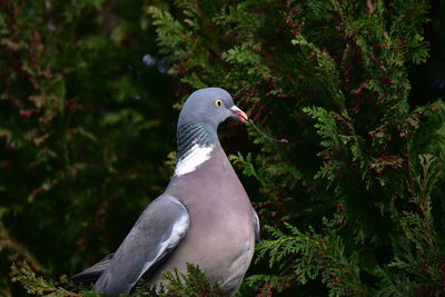 Close-up of bird perching on a tree