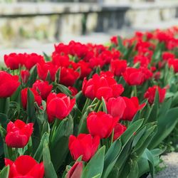 Close-up of red flowering plants