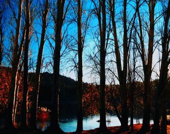 Silhouette trees in forest against sky