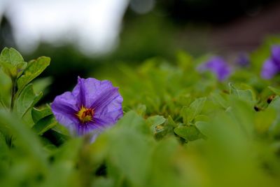 Close-up of purple flowers