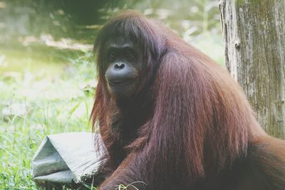 Close-up of monkey sitting on grass