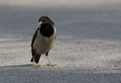 Close-up of bird on street