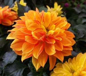 Close-up of yellow flower